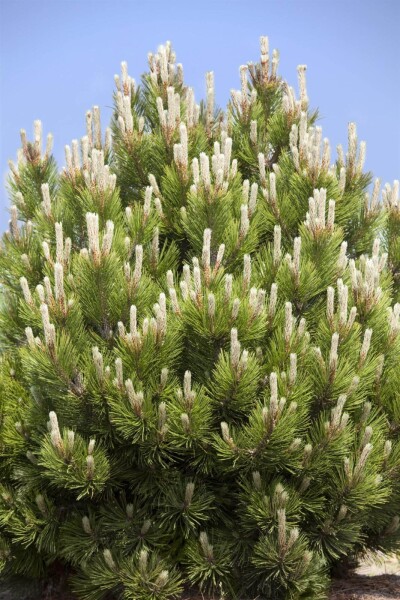 Pinus mugo Pinus mugo