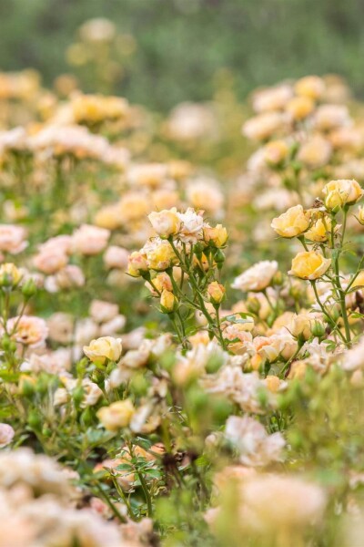 Rosa 'Yellow Fairy' arbuste Rosa 'Yellow Fairy' arbuste