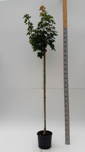 Acer platanoides 'Globosum' Kugelförmig Acer platanoides 'Globosum' Kugelförmig