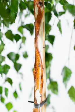 Betula pendula 'Youngii' TR 10/12 P/K Betula pendula 'Youngii' Trauerform 10/12