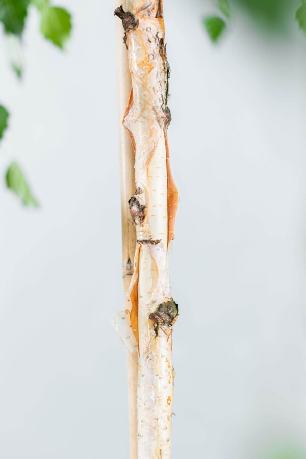 Betula pendula 'Youngii' TR 10/12 P/K Betula pendula 'Youngii' Trauerform 10/12