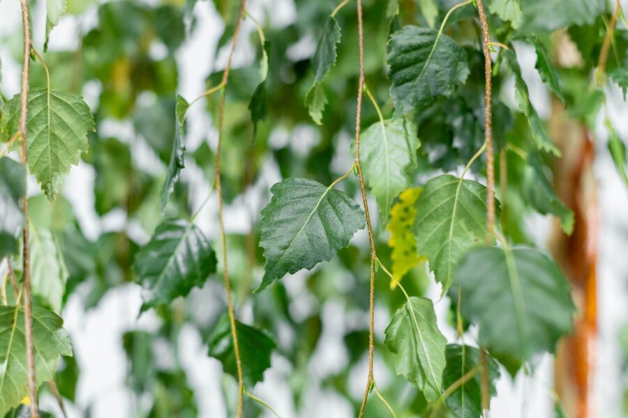 Betula pendula 'Youngii' TR 10/12 P/K Betula pendula 'Youngii' Trauerform 10/12