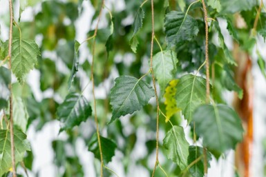 Betula pendula 'Youngii' TR 10/12 P/K Betula pendula 'Youngii' Trauerform 10/12