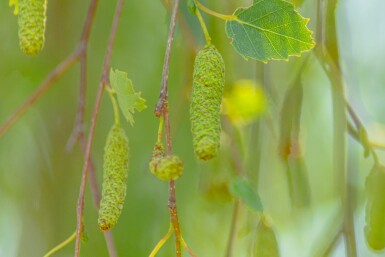 Betula pendula 'Youngii' TR 10/12 P/K Betula pendula 'Youngii' Trauerform 10/12