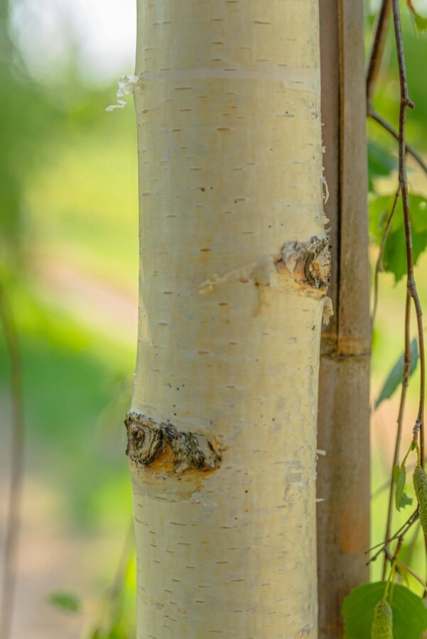 Betula pendula 'Youngii' TR 10/12 P/K Betula pendula 'Youngii' Trauerform 10/12