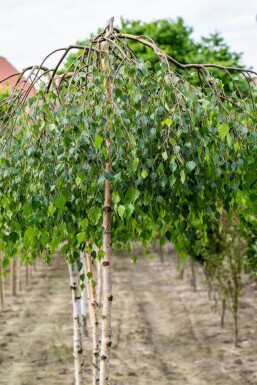 Betula pendula 'Youngii' TR 10/12 P/K Betula pendula 'Youngii' Trauerform 10/12