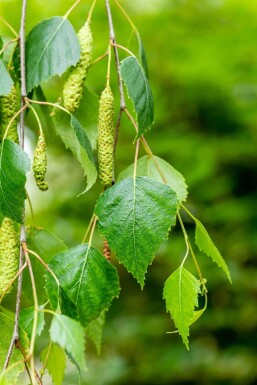 Betula pendula 'Youngii' TR 10/12 P/K Betula pendula 'Youngii' Trauerform 10/12