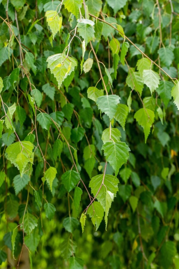 Betula pendula 'Youngii' TR 10/12 P/K Betula pendula 'Youngii' Trauerform 10/12