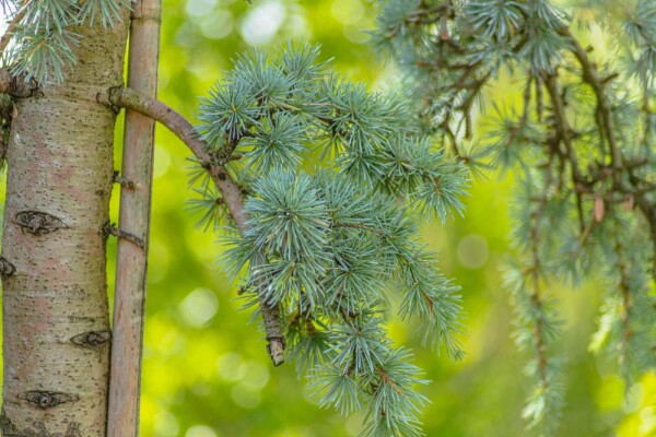 Cedrus atlantica 'Glauca Pendula' treurvorm Cedrus atlantica 'Glauca Pendula' treurvorm