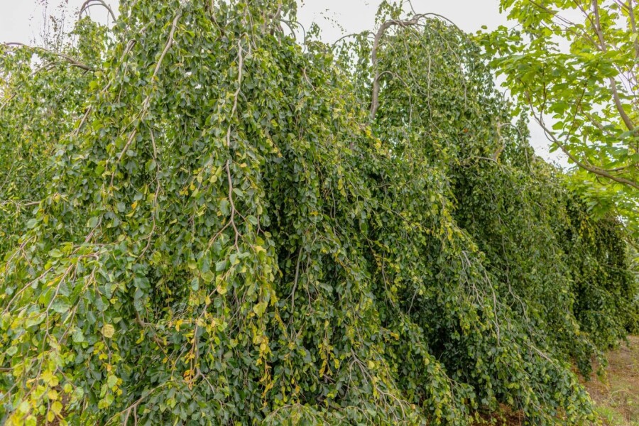 Fagus sylvatica 'Pendula' TR 12/14 P/K Fagus sylvatica 'Pendula' Trauerform 12/14