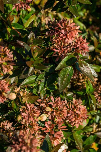 Abelia grandiflora 'Sherwood' Abelia grandiflora 'Sherwood'