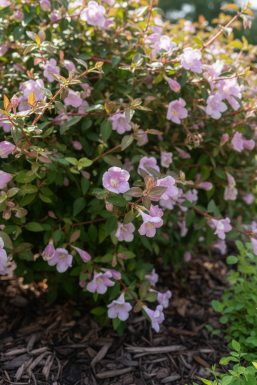 Abelia grandiflora 'Pinky Bell's' Strauch