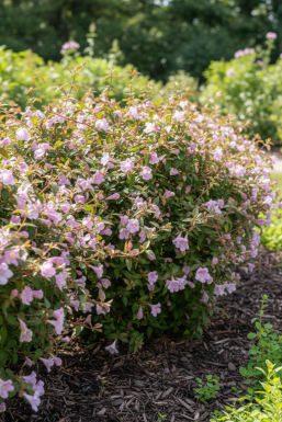 Abelia grandiflora 'Pinky Bell's' Strauch