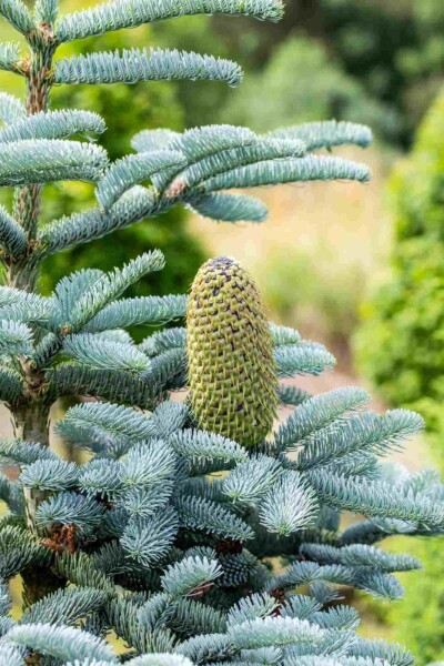 Abies procera 'Glauca' Abies procera 'Glauca'