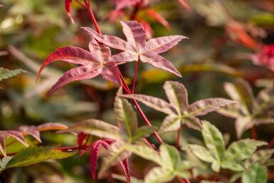 Acer palmatum 'Beni Maiko'