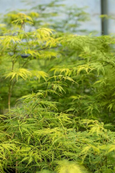 Acer palmatum 'Dissectum' Acer palmatum 'Dissectum'