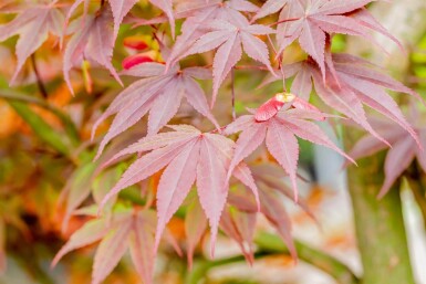 Acer palmatum 'Fireglow' buske 60-80 cm