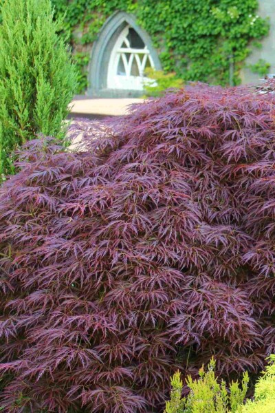 Acer palmatum 'Garnet' Strauch Acer palmatum 'Garnet' Strauch