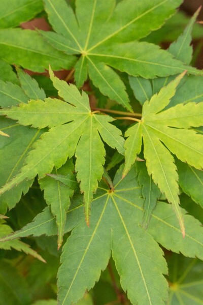 Acer palmatum 'Little Princess' Strauch Acer palmatum 'Little Princess' Strauch