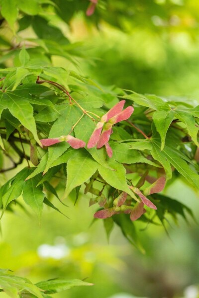 Acer palmatum 'Osakazuki' Acer palmatum 'Osakazuki'