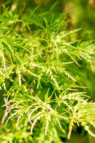 Acer palmatum 'Seiryu' Strauch Acer palmatum 'Seiryu' Strauch