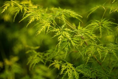Acer palmatum 'Seiryu' Strauch 50-60 cm