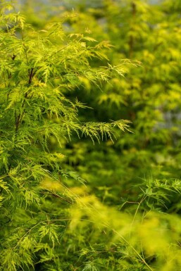 Acer palmatum 'Seiryu' Strauch 50-60 cm