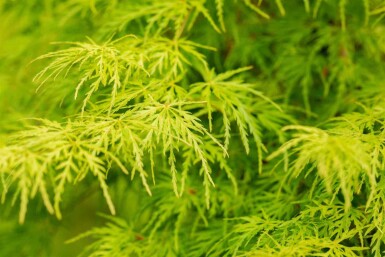 Acer palmatum 'Seiryu' Strauch 50-60 cm