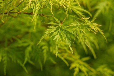 Acer palmatum 'Seiryu' Strauch 50-60 cm