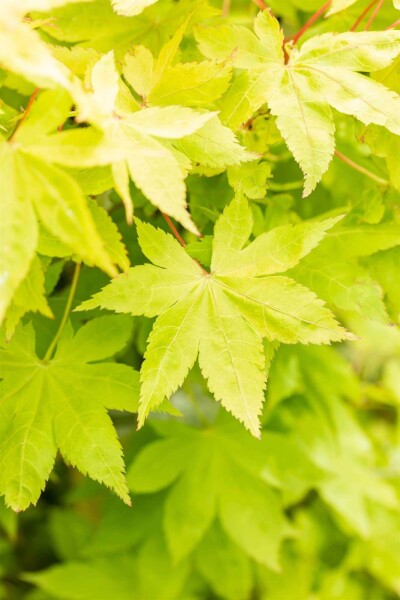 Acer palmatum 'Summer Gold' Strauch Acer palmatum 'Summer Gold' Strauch