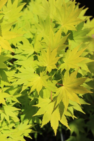 Acer shirasawanum 'Jordan' Acer shirasawanum 'Jordan'