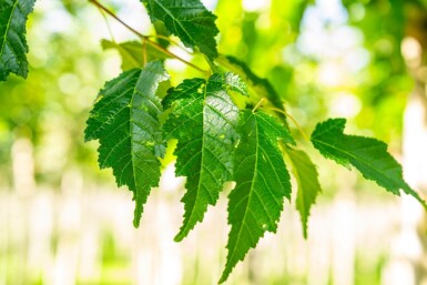 Acer tataricum 'Ginnala'