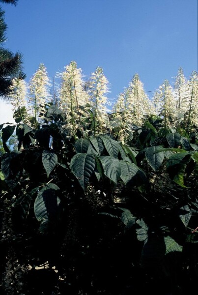 Aesculus parviflora Aesculus parviflora