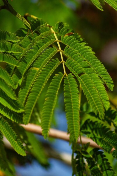 Albizia julibrissin 'Ombrella' busk Albizia julibrissin 'Ombrella' busk