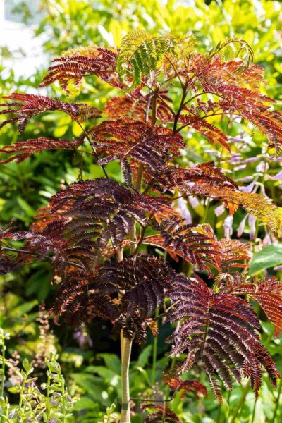 Albizia julibrissin 'Summer Chocolate' Albizia julibrissin 'Summer Chocolate'