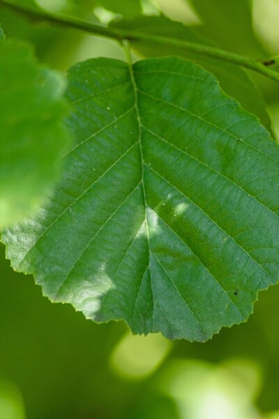 Alnus glutinosa busk Alnus glutinosa busk