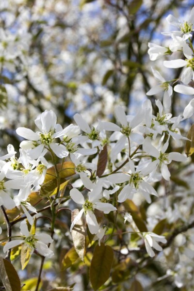 Amelanchier spicata Amelanchier spicata