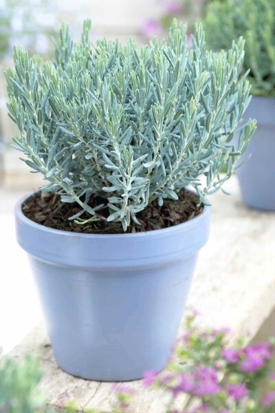 Andromeda polifolia 'Blue Lagoon' Andromeda polifolia 'Blue Lagoon'