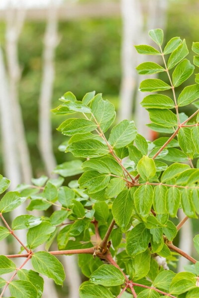 Aralia elata Aralia elata