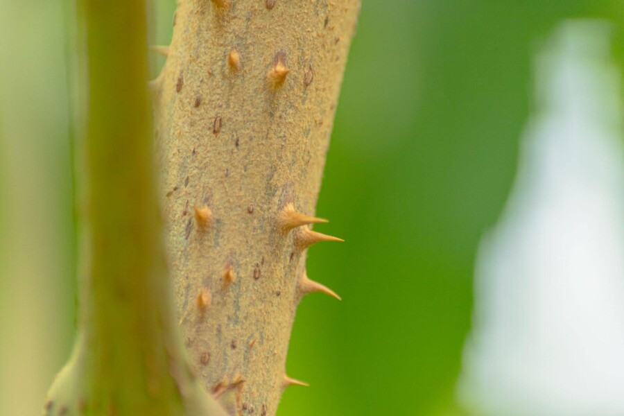 Aralie Aralia elata arbuste 40-50 C5 Aralia elata arbuste 40-50 cm
