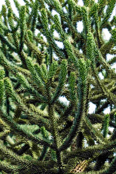Araucaria araucana Araucaria araucana