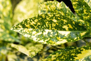 Aucuba japonica 'Crotonifolia' C2 30-40