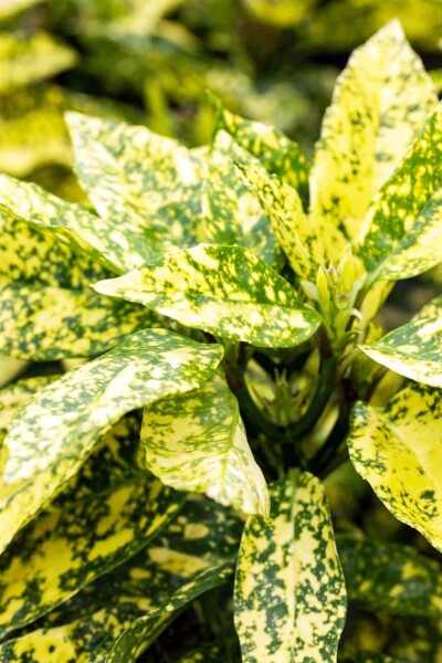 Aucuba japonica 'Crotonifolia' Aucuba japonica 'Crotonifolia'