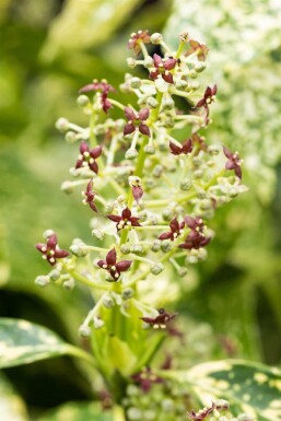 Aucuba japonica 'Crotonifolia' C2 30-40