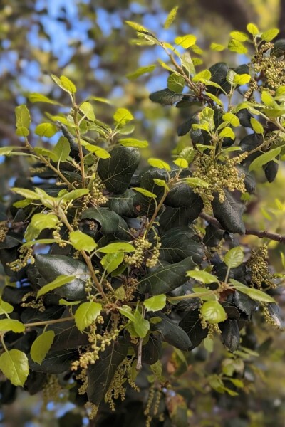 Azara microphylla Azara microphylla