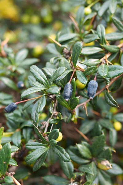 Berberis candidula Berberis candidula