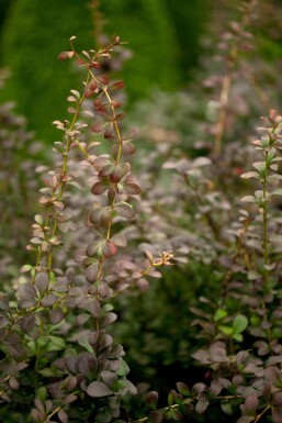 Berberis thunbergii struik 40-60 cm wortel