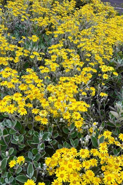 Brachyglottis 'Sunshine' Brachyglottis 'Sunshine'