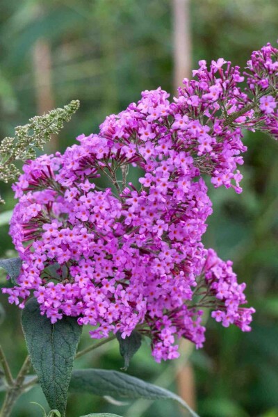 Buddleja davidii 'Border Beauty' Buddleja davidii 'Border Beauty'