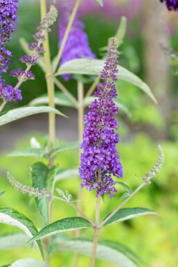 Buddleja davidii 'Empire Blue' arbuste 45-50 cm